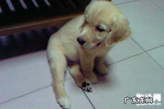 小狗得了风湿病该怎么办？有什么症状？三个方式帮你解愁！