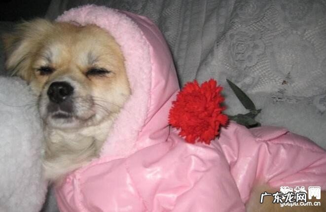 犬瘟症主要症状大揭密，搞好防止工作中最重要！