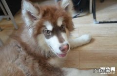 犬瘟症主要症状大揭密，搞好防止工作中最重要！