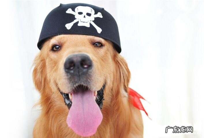 为何小狗会有口臭?狗狗口臭该怎么办?