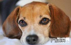 小狗大便出血是什么原因