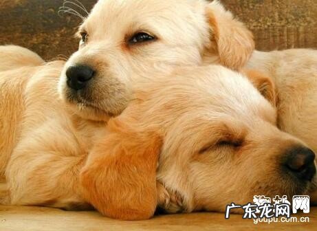 狗狗疫苗科谱,八合一、十合一的差别