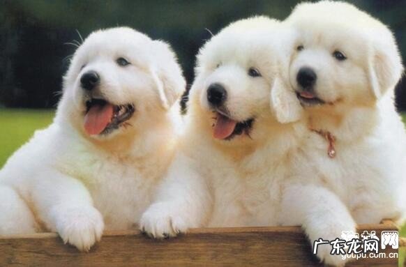 狗狗疫苗科谱,八合一、十合一的差别