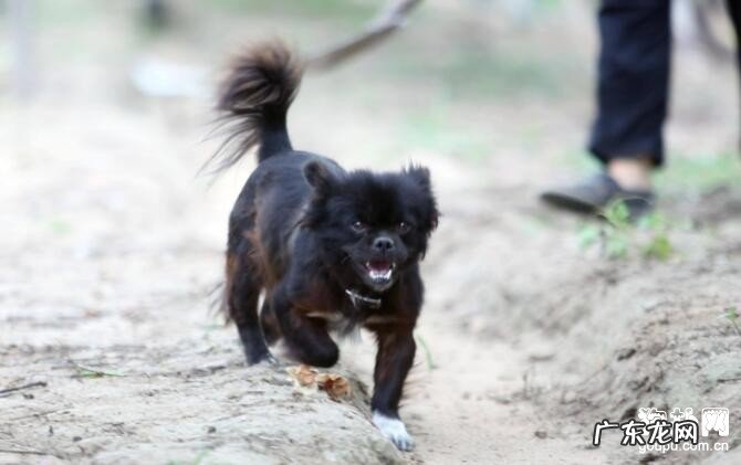 得了狂犬病毒的狗能活多久?狂犬病毒的五个病症!