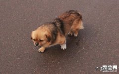 得了狂犬病毒的狗能活多久？狂犬病毒的五个病症！