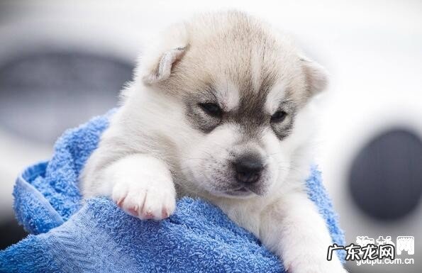 小狗得了肠炎怎么办,有什么症状主要表现?