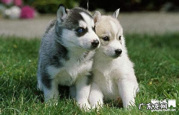 小狗得了肠炎怎么办,有什么症状主要表现?