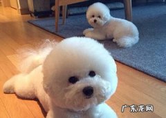 比熊的耳朵好脏并且有异味，比熊耳朵油乎乎发臭