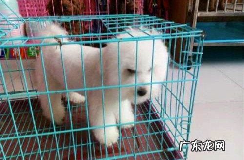 比熊的耳朵好脏并且有异味，比熊耳朵油乎乎发臭