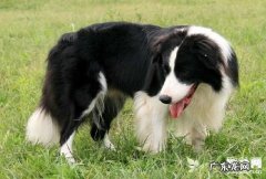 小狗什么时候该接种疫苗?