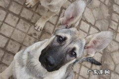 狼青幼犬感冒症状，狼青幼犬感冒发烧是的具体表现