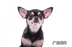 金毛犬耳朵里面内黑了是耳螨吗