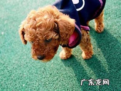 小泰迪拉稀怎么办?