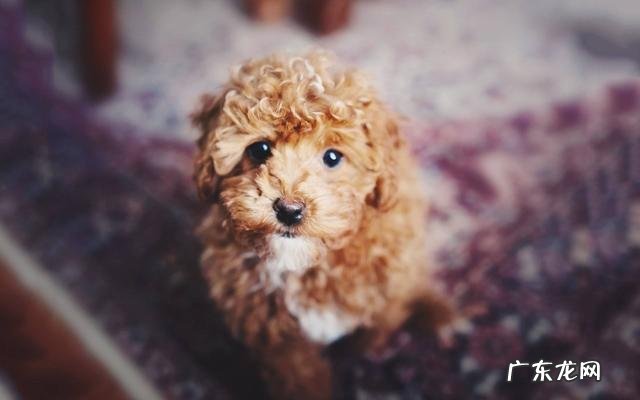 小泰迪拉稀怎么办?