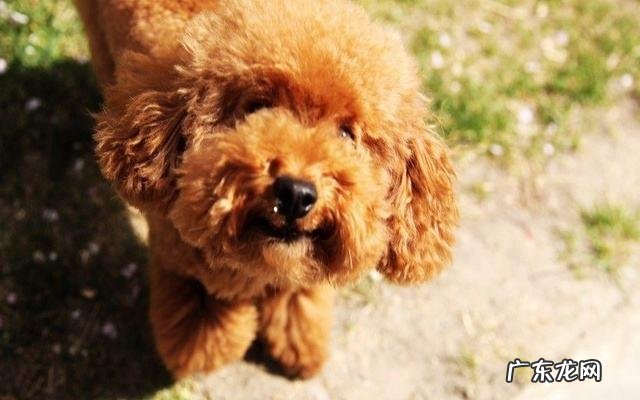 小泰迪拉稀怎么办?