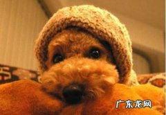 小泰迪拉稀怎么办？