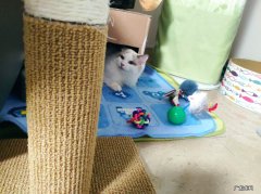 脚踝韧带断了，手术完，230斤胖子怎么减肥