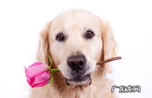 金毛狗狗受寒拉肚子的吗,金毛狗狗拉肚子因为受凉了沒有