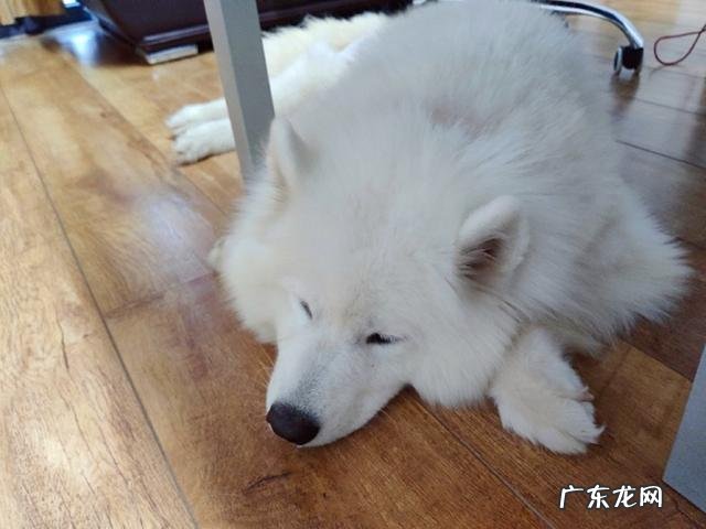 家犬血形不配对就不能静脉注射?并不是这样,小狗:我是全能型血