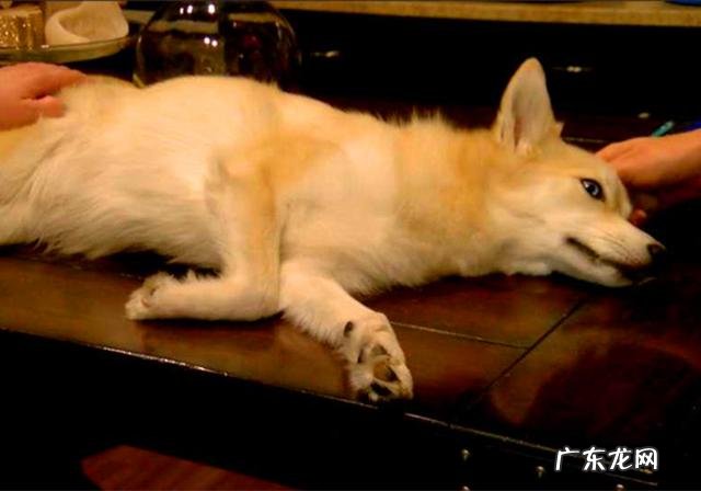 家犬血形不配对就不能静脉注射？并不是这样，小狗：我是全能型血