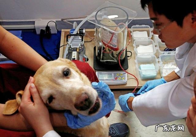 家犬血形不配对就不能静脉注射？并不是这样，小狗：我是全能型血