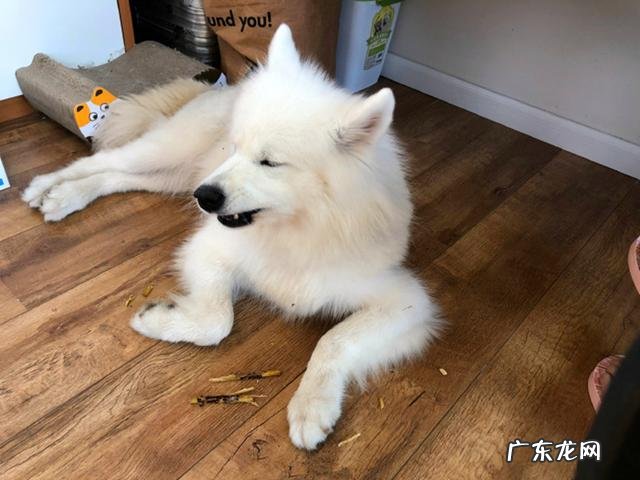 家犬血形不配对就不能静脉注射?并不是这样,小狗:我是全能型血