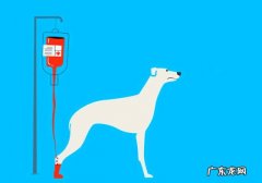 家犬血形不配对就不能静脉注射？并不是这样，小狗：我是全能型血
