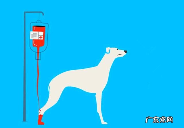 家犬血形不配对就不能静脉注射?并不是这样,小狗:我是全能型血