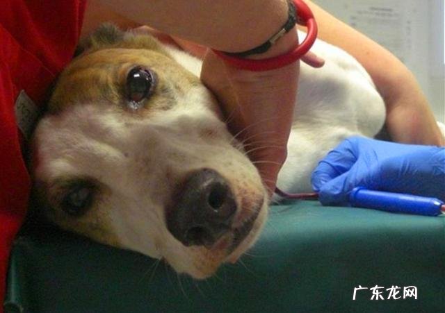 家犬血形不配对就不能静脉注射？并不是这样，小狗：我是全能型血