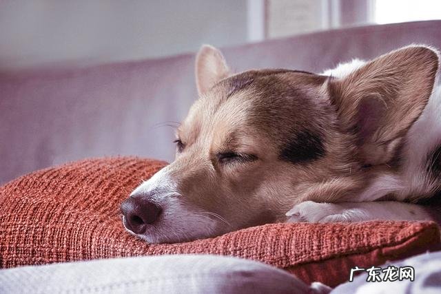 家犬血形不配对就不能静脉注射?并不是这样,小狗:我是全能型血