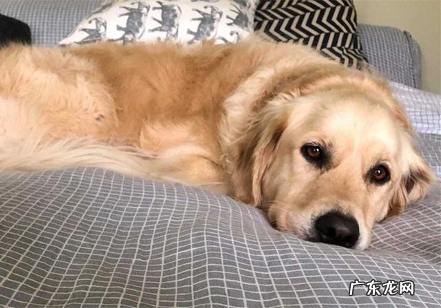 家犬血形不配对就不能静脉注射?并不是这样,小狗:我是全能型血