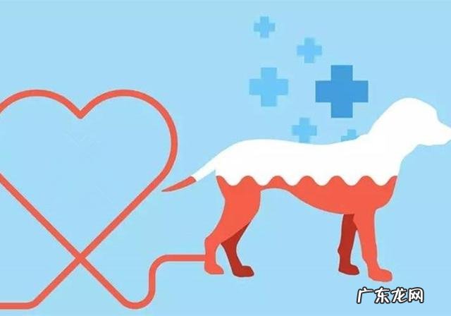 家犬血形不配对就不能静脉注射？并不是这样，小狗：我是全能型血