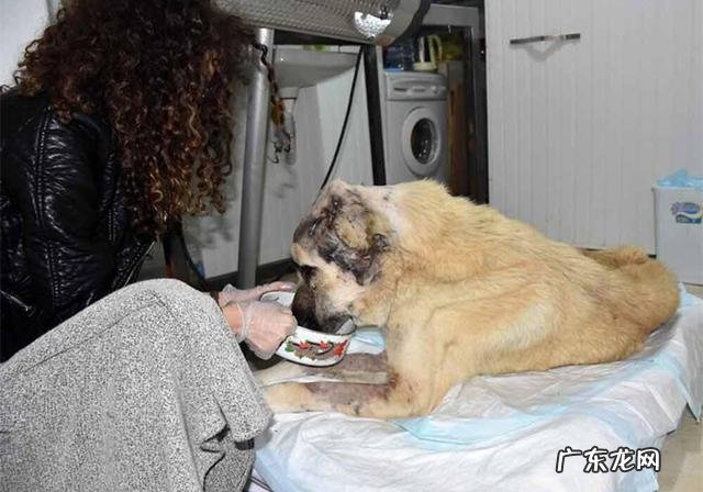 家犬血形不配对就不能静脉注射?并不是这样,小狗:我是全能型血