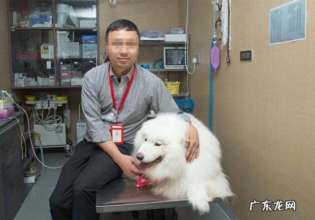 家犬血形不配对就不能静脉注射？并不是这样，小狗：我是全能型血