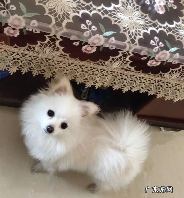 你什么时候发现,小狗也在爱着你?