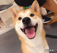 你什么时候发现，小狗也在爱着你？