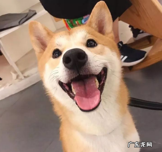 你什么时候发现,小狗也在爱着你?