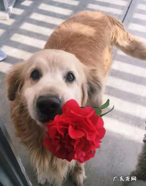 你什么时候发现,小狗也在爱着你?