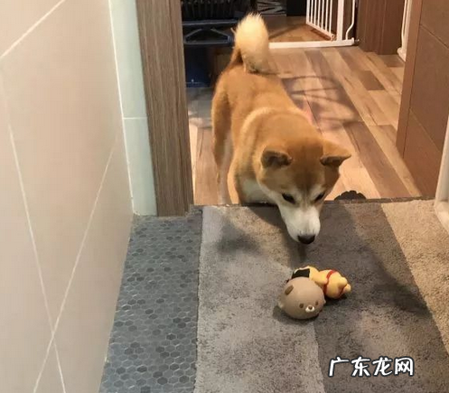 你什么时候发现,小狗也在爱着你?