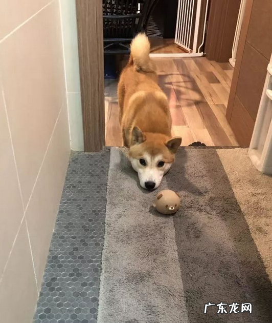 你什么时候发现,小狗也在爱着你?