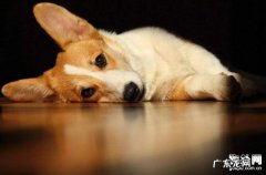 小狗产生胃扭转该怎么办？