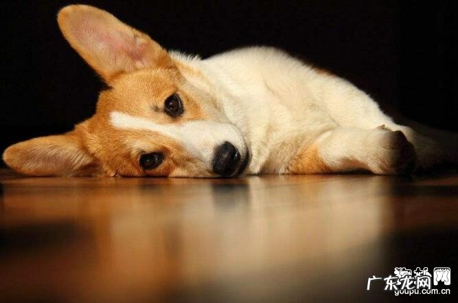 小狗产生胃扭转该怎么办?