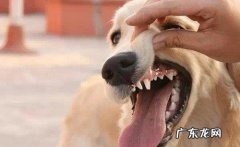 狗狗双排牙应该怎么办？宠主别着急，快一点进来看一下解决方法吧