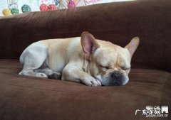 狗狗咳嗽该怎么办，狗狗咳嗽的解决方案