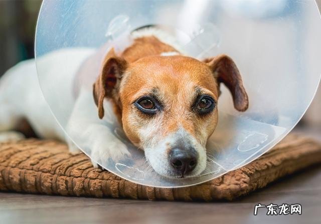 小狗生病灌药为何仅有用强?只需取下零食,引诱法简单更有效