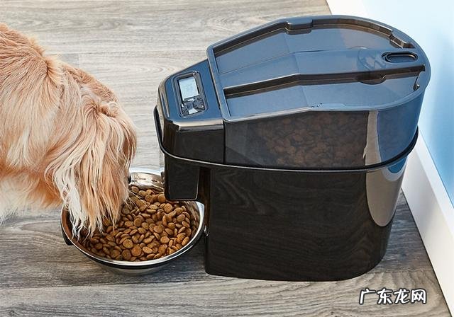 小狗生病灌药为何仅有用强?只需取下零食,引诱法简单更有效