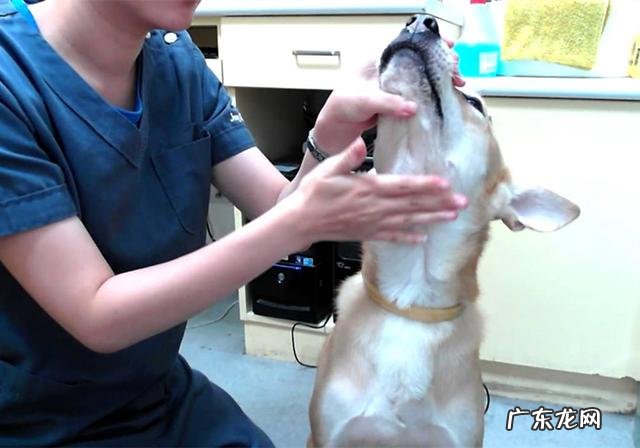 小狗生病灌药为何仅有用强?只需取下零食,引诱法简单更有效