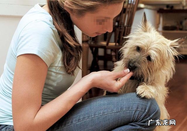 小狗生病灌药为何仅有用强?只需取下零食,引诱法简单更有效