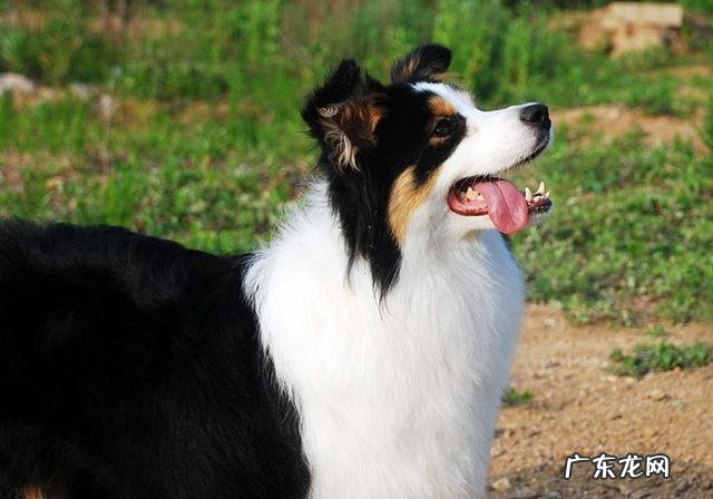 小狗生病灌药为何仅有用强?只需取下零食,引诱法简单更有效