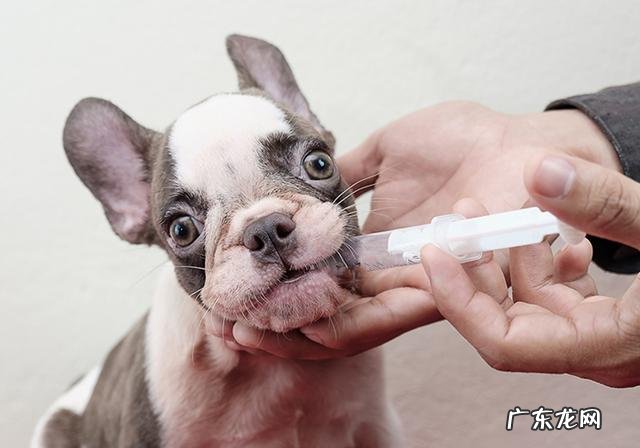 小狗生病灌药为何仅有用强?只需取下零食,引诱法简单更有效